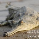 인도 악어 가비알 Gavial 이미지