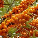 (주)비타민나무 이미지