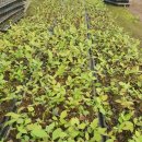 누리팜(주) 이미지