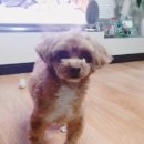 coco puppy 이미지