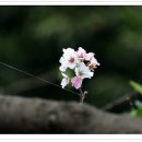 동지섣달 꽃본듯이 이미지