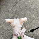 고대영동물병원 이미지