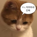 부림상사 | 세상아 아무리 네가 날 쳐밀도...