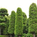 금송목재 이미지