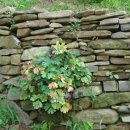 장자골민박 이미지