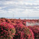 동백4로 이미지