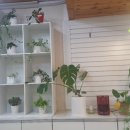 까까줄개 이미지