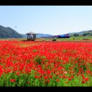 하동북천코스모스메밀꽃 영농조합법인 이미지