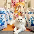 주식회사 마이베프 이미지