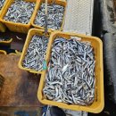 최상품!! 25년!!신안 참새우젓(육젓)/보양식 자연산 민어/생물 中大병어/生멸치젓/반건조 생선 이미지