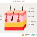 심재성 2도 이상의 화상[몸통의 화상 및 부식 T21, 손목 및 손을 제외한 어깨와 팔의 화상 및 부식 T22] 이미지