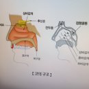 비염 이미지