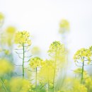 [5월 2일~8일 출석부] 노란 봄꽃 이미지