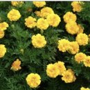 메리골드 이미지