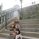 다단
