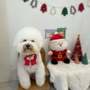 뭉구르밍 이미지