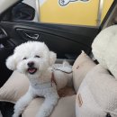 센트럴프라자호텔 | 사계민복, 카리노 에그타르트, 상하이디즈니랜드, 일루미네이션, 홍쿠이지아, 그랜드센트럴호텔 솔직 후기)