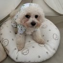 리틀애견 | 🏕️ 울산 · 경주 애견 동반 캠핑장 [ 리틀 포레스트 풀 글램핑 ] 캠린이의 우중 캠핑 후기☔️