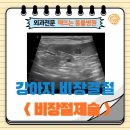 가비장의 | &lt; 강아지비장결절 수술후기 &gt; : 해뜨는동물병원/수술전문/외과전문/신진주역/가좌동/강아지비장종양...