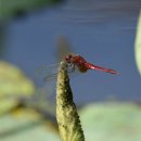 고추잠자리 이미지