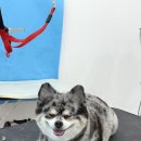 순댕이샵 이미지