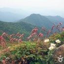 무주읍159 이미지