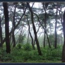경주 삼릉 소나무숲 이미지