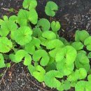 에이에스메디칼 이미지