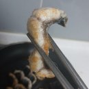[평택장어] 통복시장 장어맛집, 뚱보네수산 포장 후기