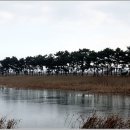 소나무풍경 이미지