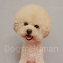 독스앤휴먼 이미지