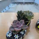 고무신 꾸며 다육이 심기 | 충북 영동 어르신 힐링 원예활동 다육이 고무신 만들기 체험 프로그램 충청도 원예교육