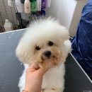 중앙애견미용학원 이미지