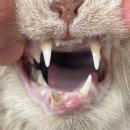 로얄패밀리치과의원 | [솜솜일상] 쩜쩜이 고양이 치과 발치 후기 – 서대문/은평/마포 고양이 치과 추천 #2