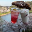 11215-광장-063-1 | 군산 은파호수공원 벚꽃 명소 카페 르락