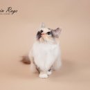 Fall in Rags 이미지