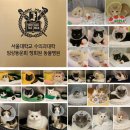 365동판교동물병원 | 고양이 스케일링 후기 – 9살, 12살 가격 (분당·수원 동물병원)