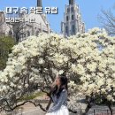 청라언덕 경관 포토 | 지금 가야 하는 대구 목련 명소 청라언덕 개화 상태 후기