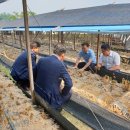 인삼농장 이미지