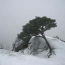 바위와소나무 이미지