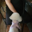 봉그루밍 이미지