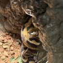 냥꿀냥꿀 이미지