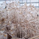 천태농장 이미지