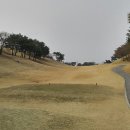 도그 포레스트 티스토리