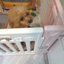 쥬쥬펫살롱 이미지