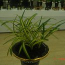 원시로4 이미지