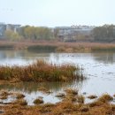 반구정습지 이미지