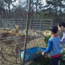 사슴자연방목장 이미지