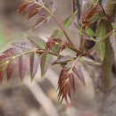 참중나무 이미지