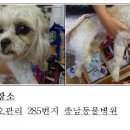 홍성군청(축산과) Daum카페